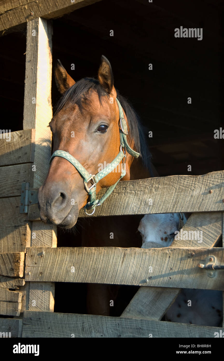 Picture of Appaloosa horse brood mare in stall with her young foal behind the gate. Stock Photo