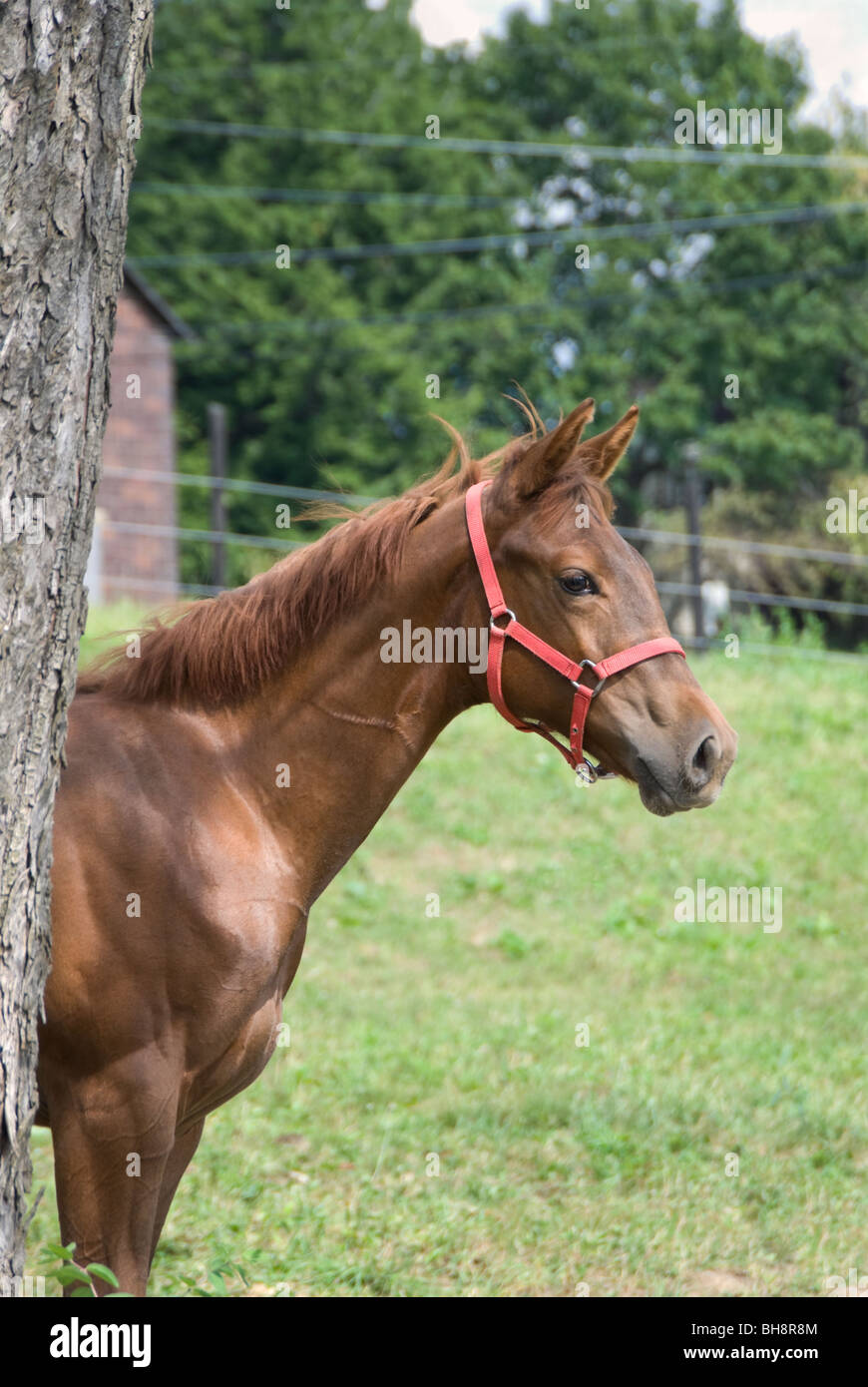 Stock photo of yearling horse in summer pasture, side view. Stock Photo