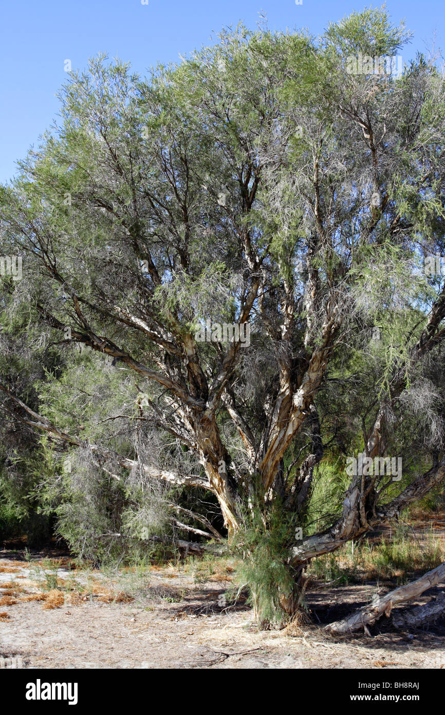 Paperbark trees (Melaleuca rhaphiophylia) at Canning River Regional Park near Perth, Western Australia. Stock Photo