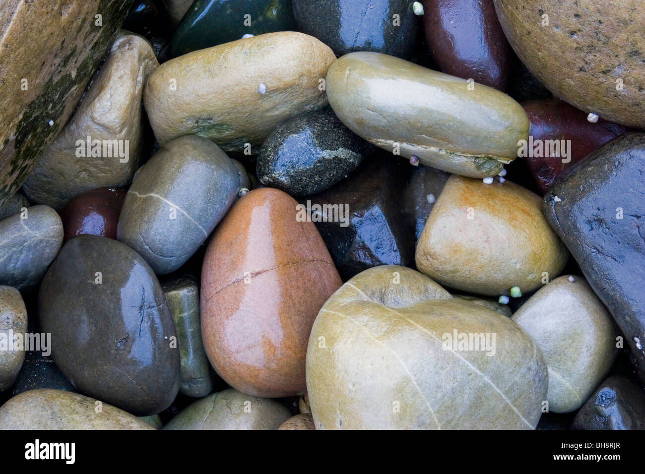 Glistening wet beach pebbles with small winkle snails Stock Photo