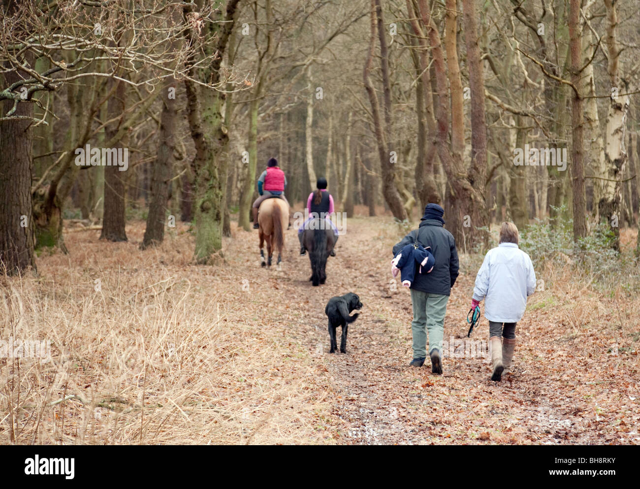 Teenage girls riding their horses on woodland path with walkers and dog, Thetford Forest, Norfolk UK Stock Photo