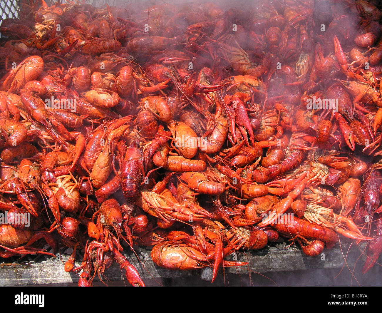 Mudbugs hi-res stock photography and images - Alamy