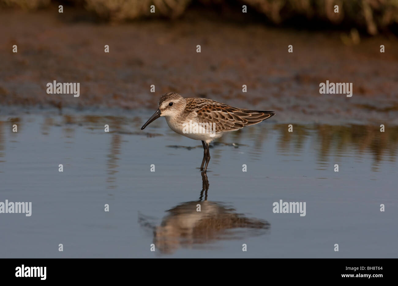 Western Sandpiper Calidris mauri standing in shallow water at Holden Creek Nanaimo River Estuary Vancouver Island BC Canada Stock Photo