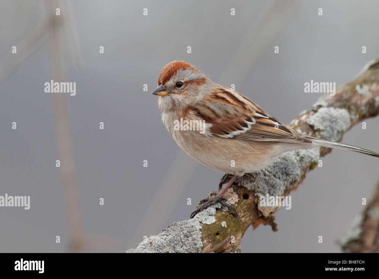 American Chipping Sparrow on tree limb. Stock Photo
