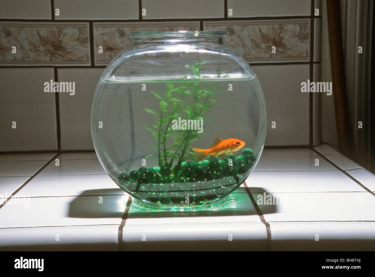 fish bowl tank goldfish pet swim water wet Stock Photo