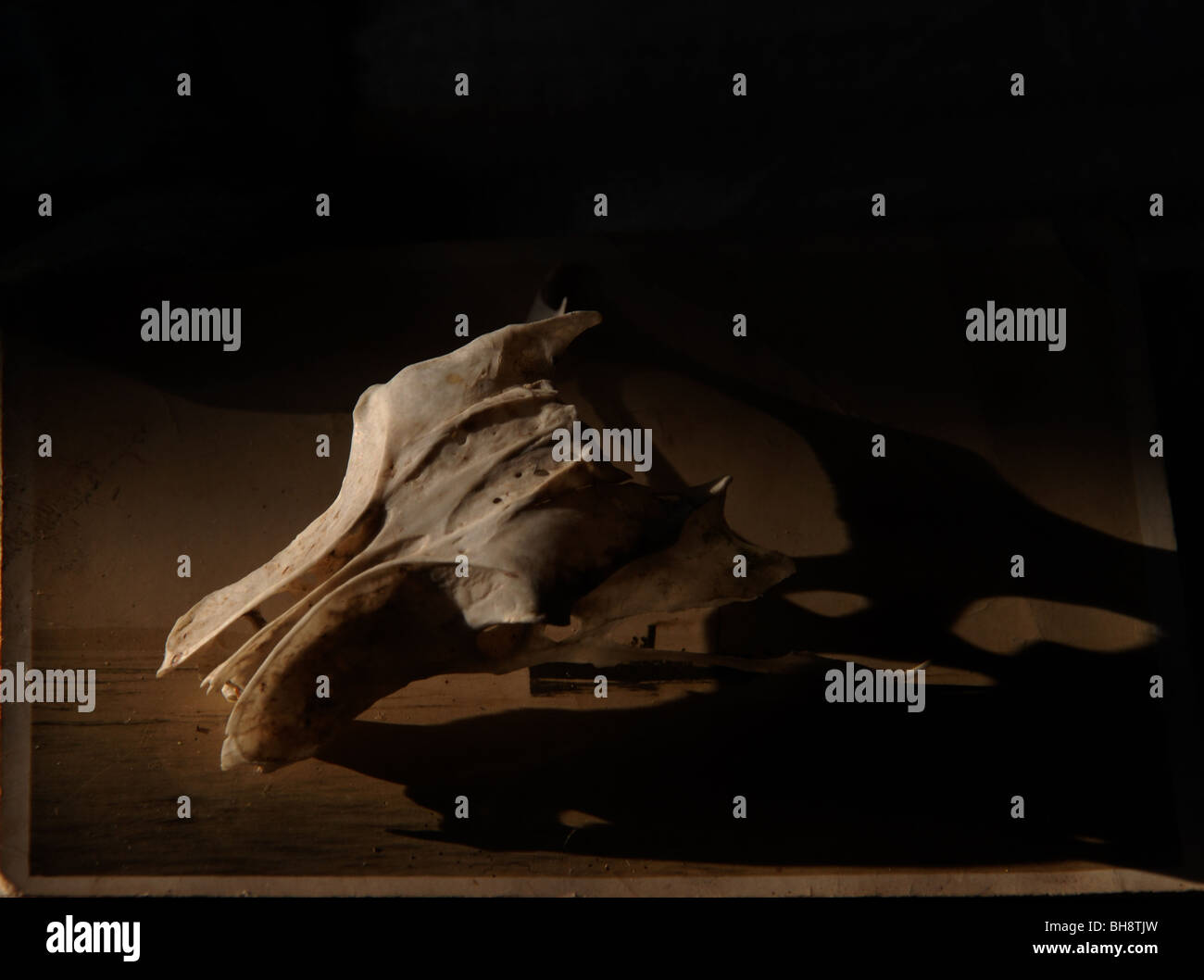 Rat skull hires stock photography and images Alamy