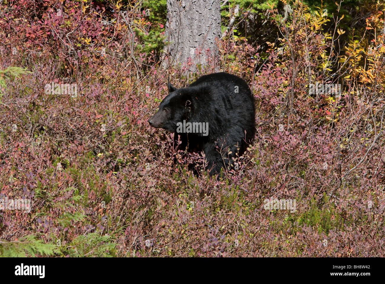Black Bear Ursus americanus feeding on berries on the Forbidden Plateau Strathcona Park Vancouver island BC Canada in October Stock Photo