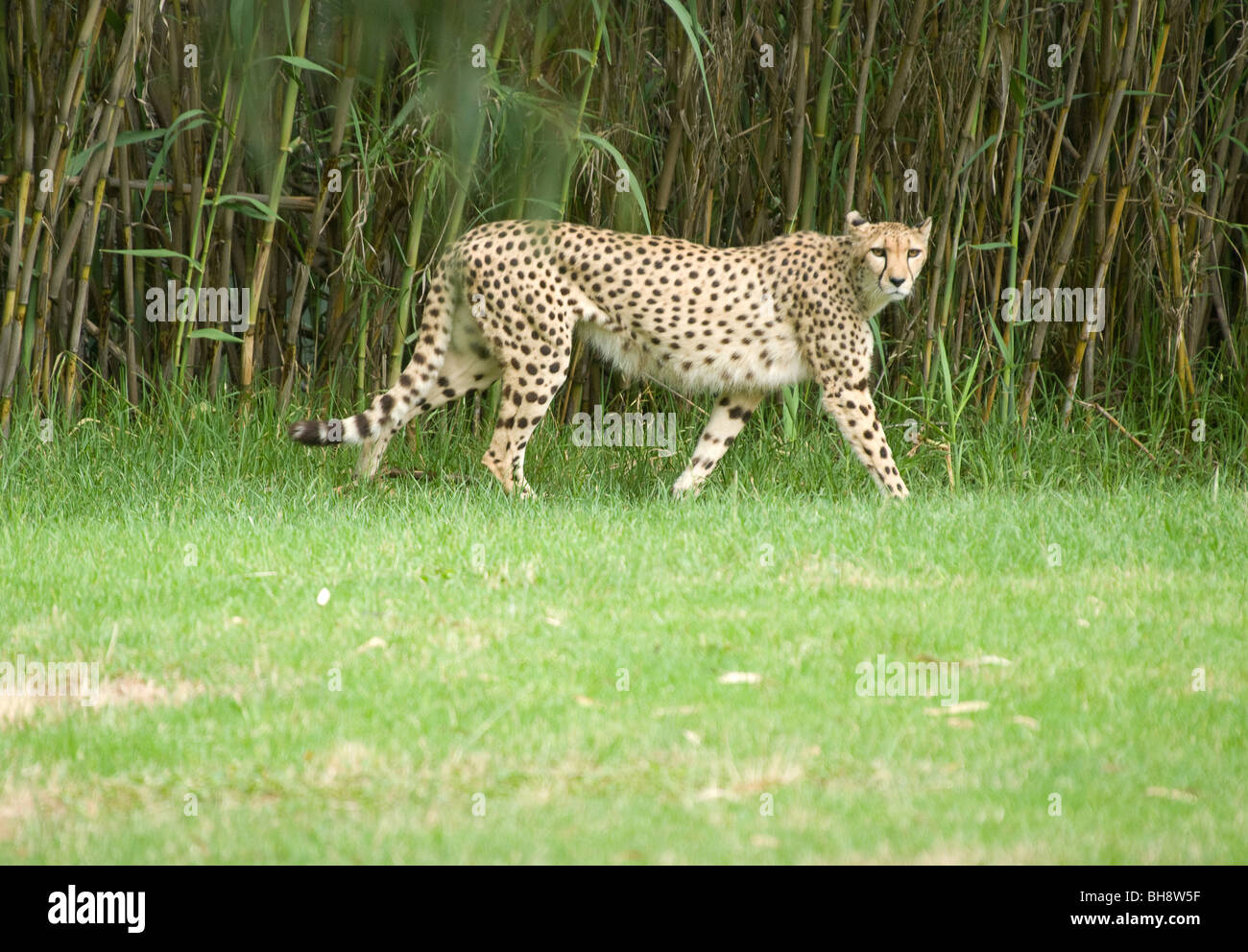 great image of a female spotted cheetah Stock Photo