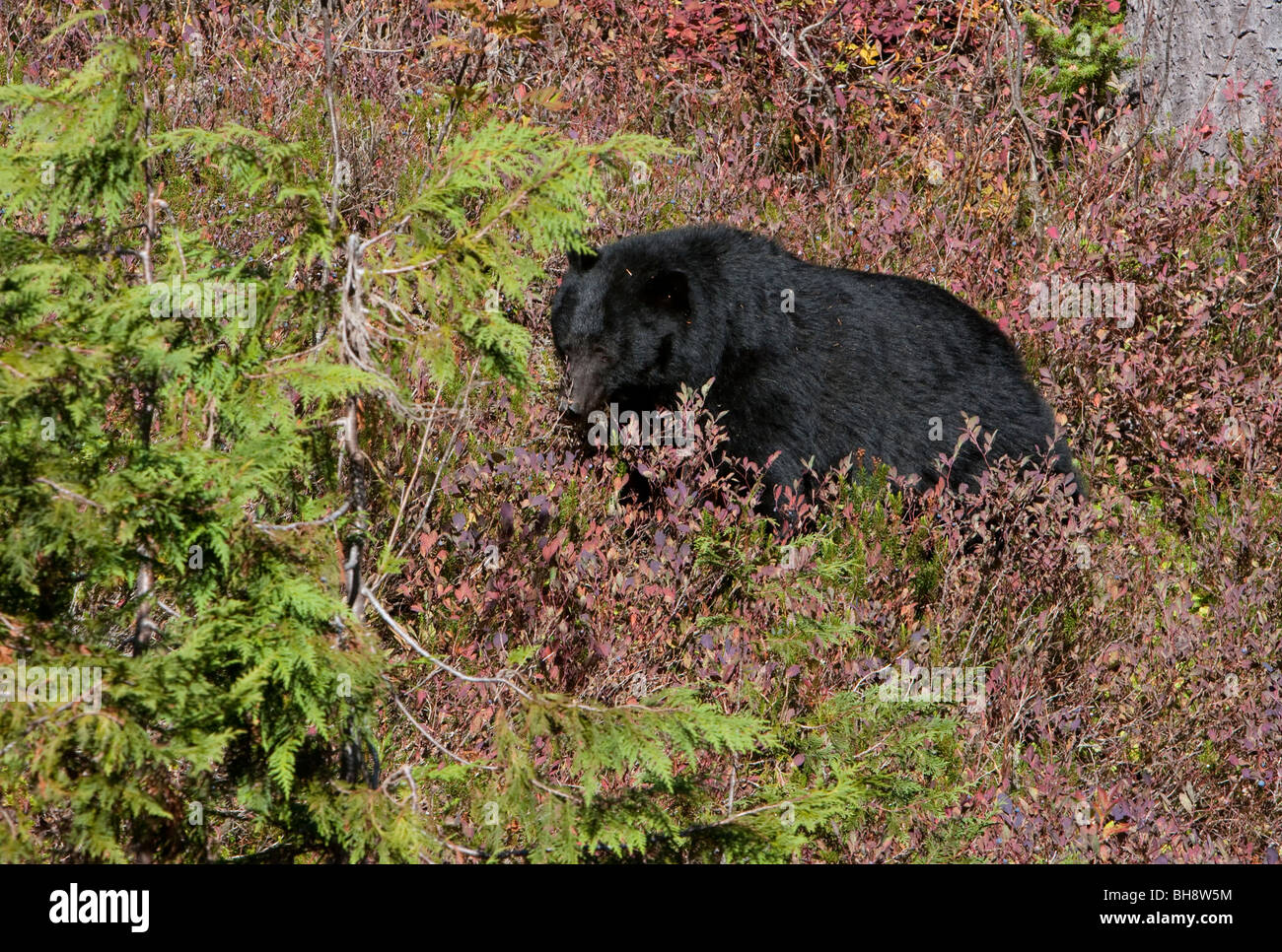 Black Bear Ursus americanus feeding on berries on the Forbidden Plateau Strathcona Park Vancouver island BC Canada in October Stock Photo