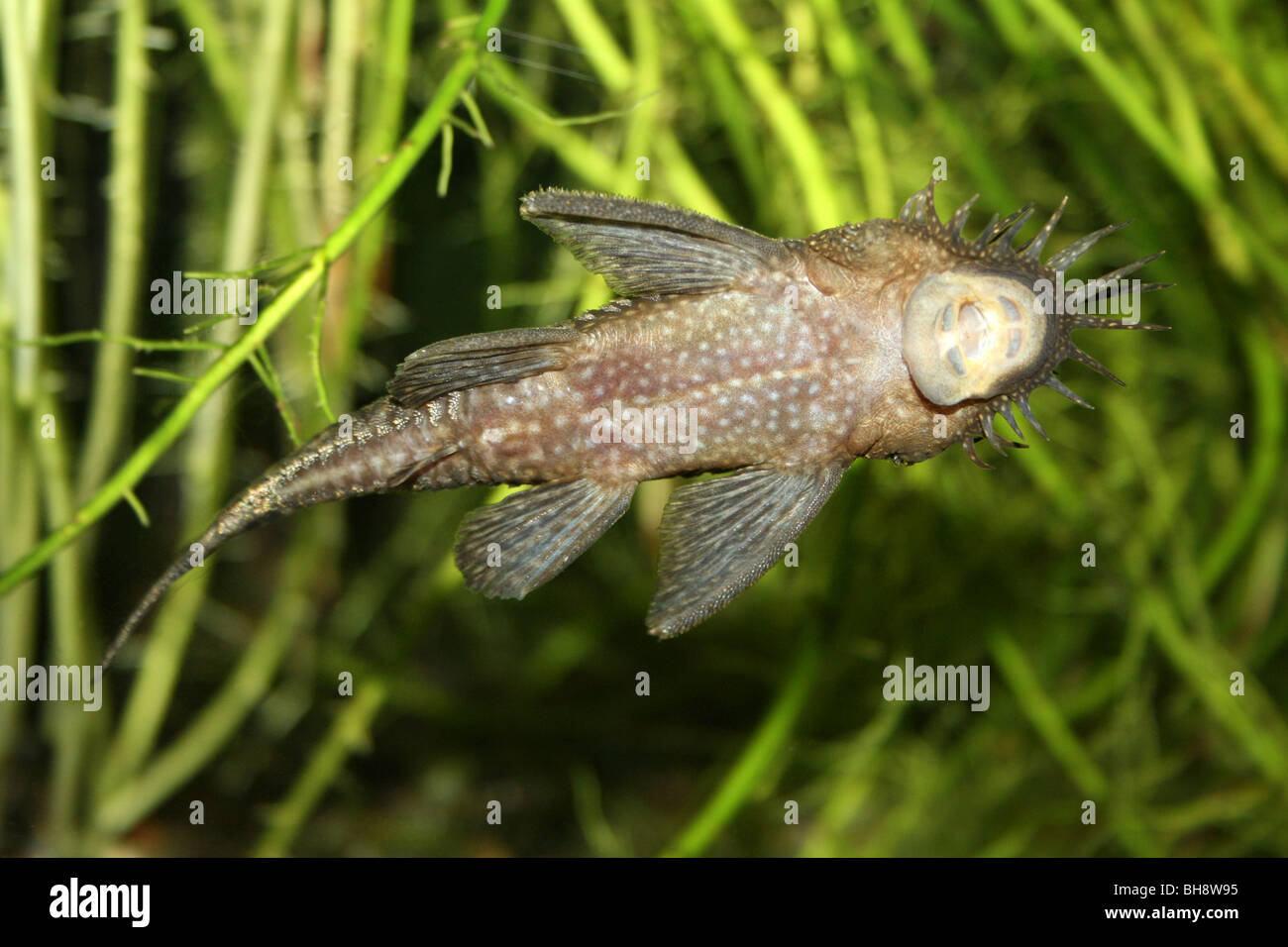 Bristlenose Catfish Plecostomus Hemiancistrus dolichopterus Taken At Chester Zoo, England, UK Stock Photo