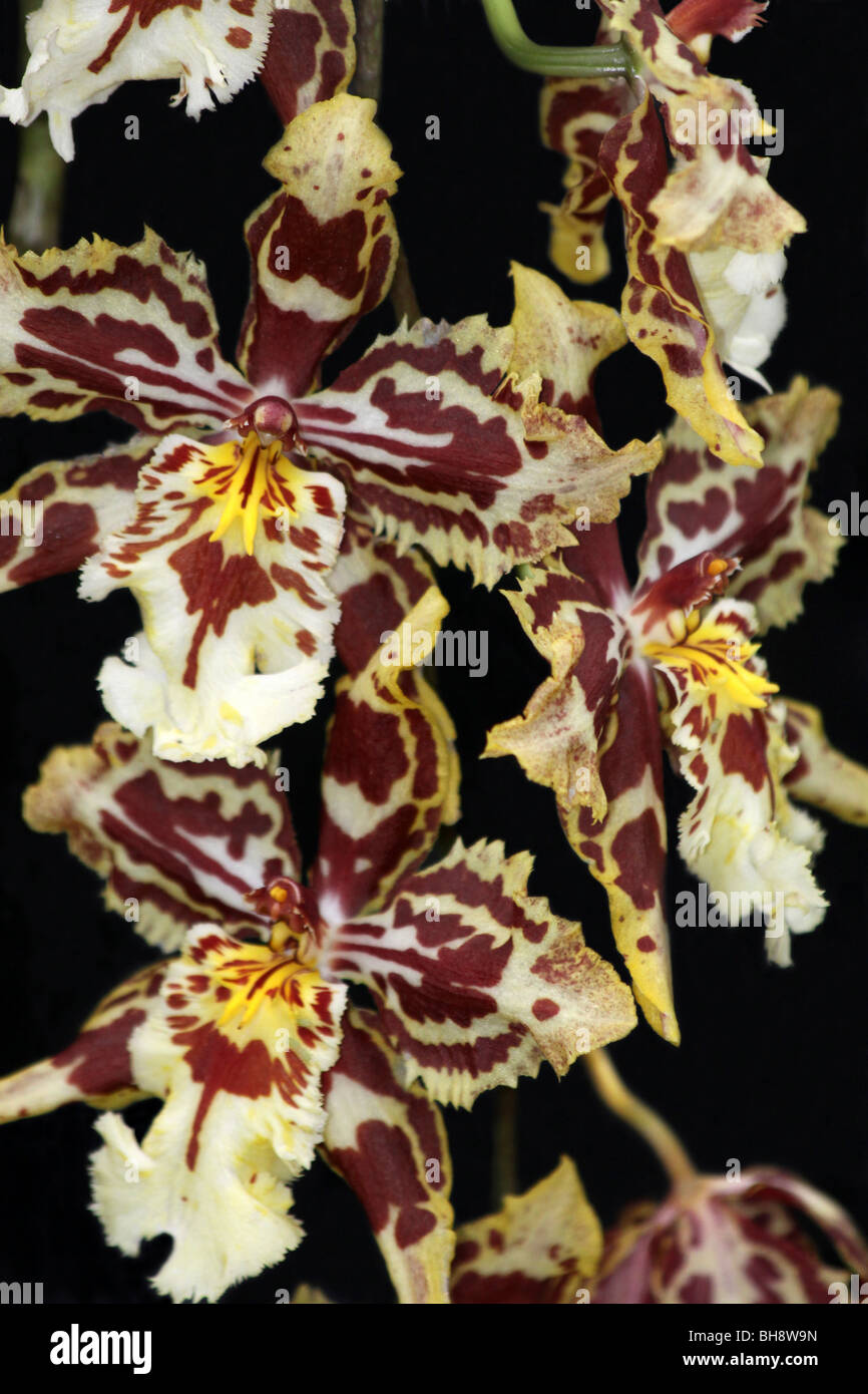 Orchid Oncidium Hybrid Stock Photo