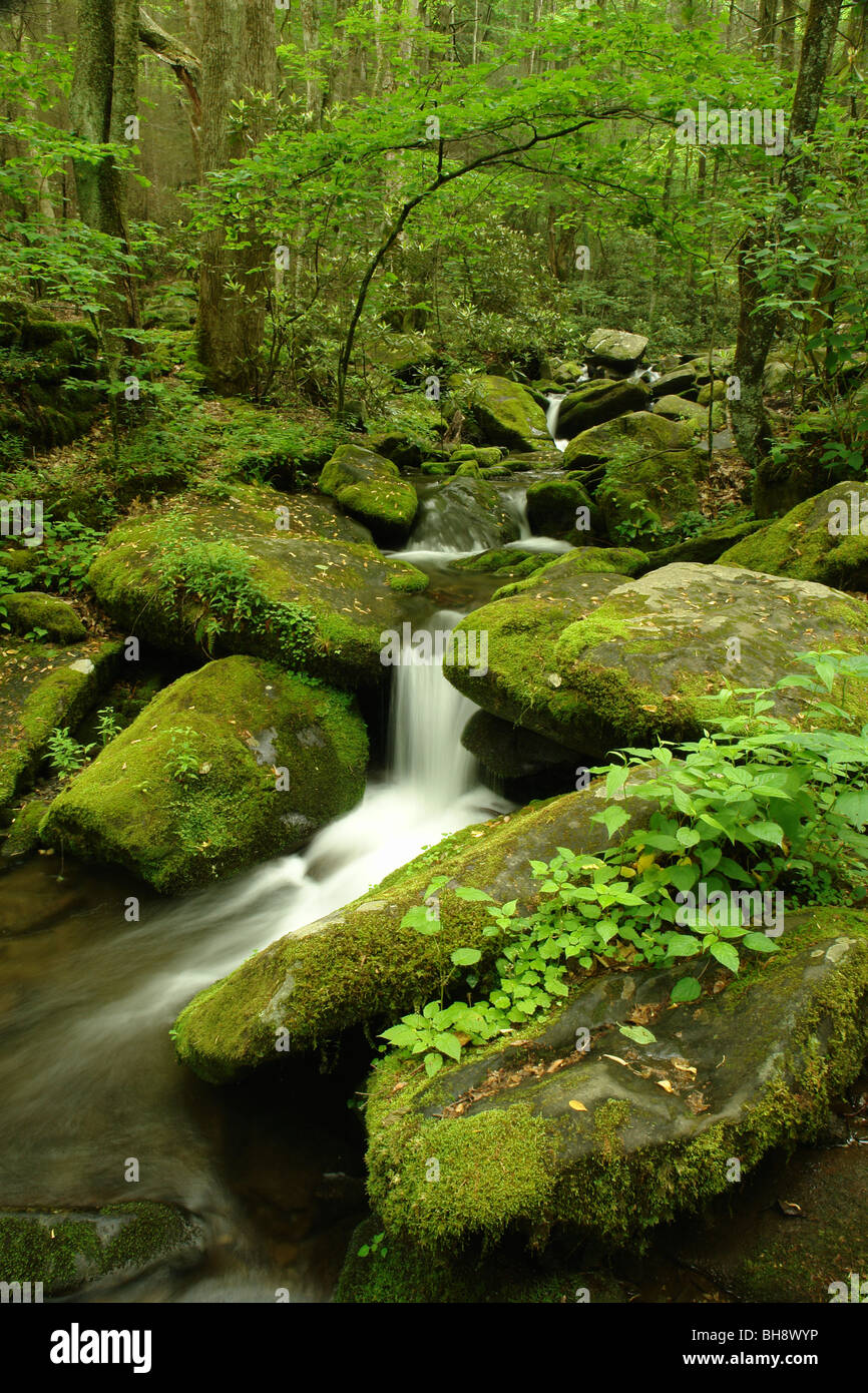 AJD63903, Gatlinburg, Great Smoky Mountains National Park, TN