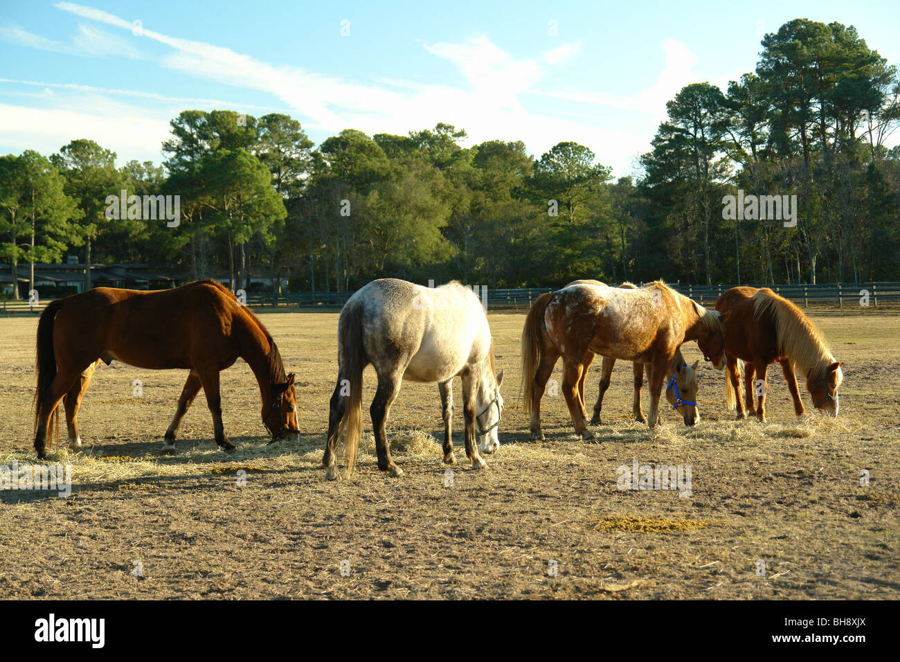 Carolina sea islands hires stock photography and images Alamy