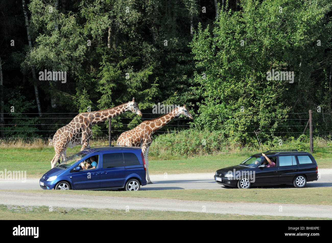 Tourists watching giraffes from their cars during 'safari' trip in Serengeti Park in Hodenhagen, Germany Stock Photo