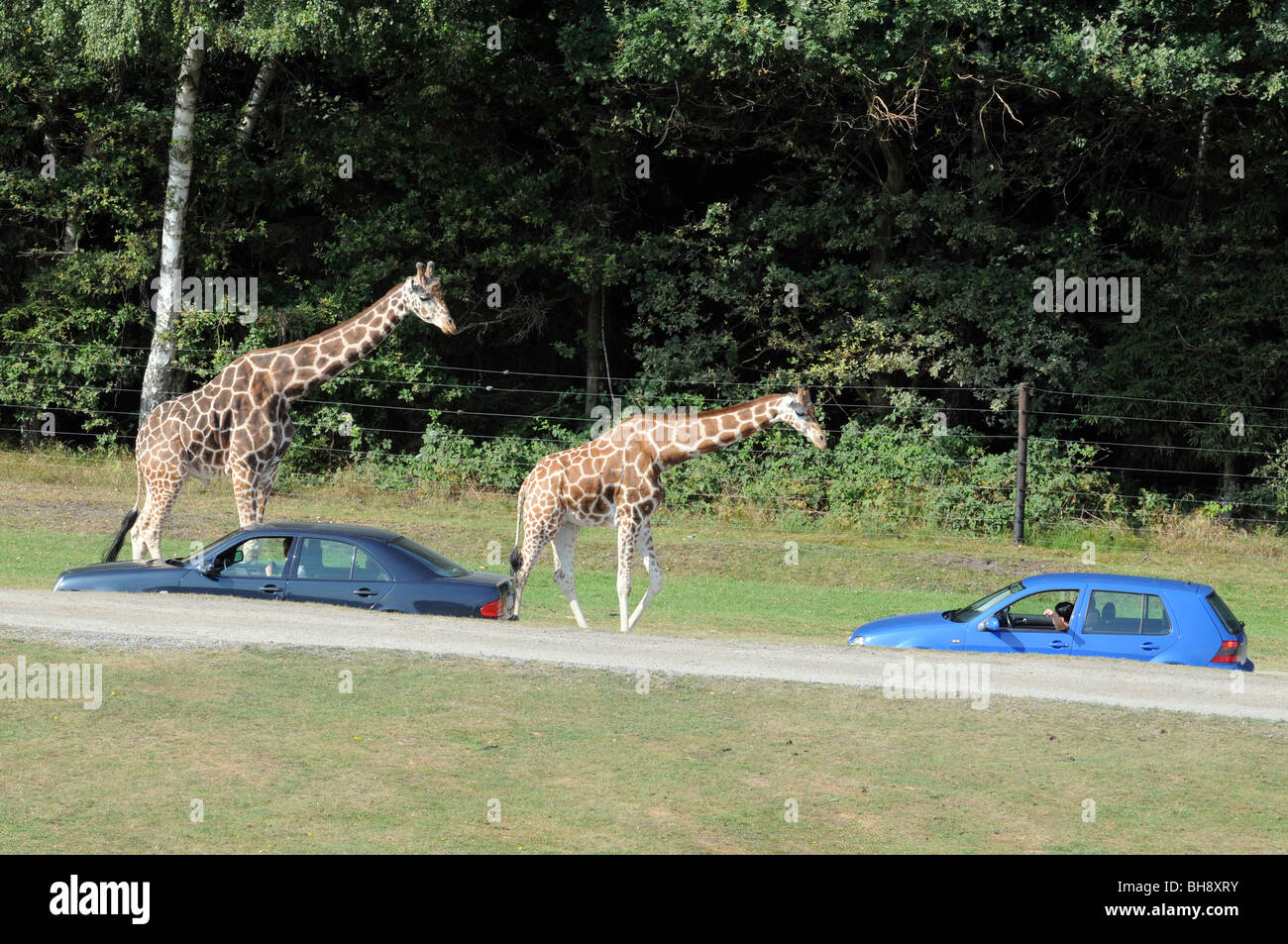 Tourists watching giraffes from their cars during 'safari' trip in Serengeti Park in Hodenhagen, Germany Stock Photo