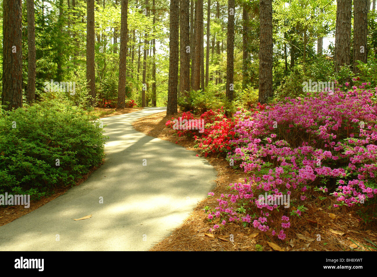 AJD64266, Pinehurst, NC, North Carolina, The Sandhills Horticultural