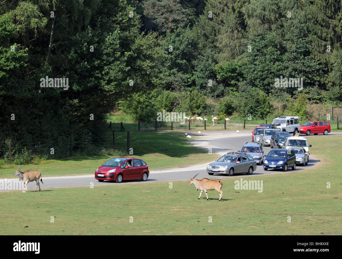 Tourists watching animals  from their cars during 'safari' trip in Serengeti Park in Hodenhagen, Germany Stock Photo