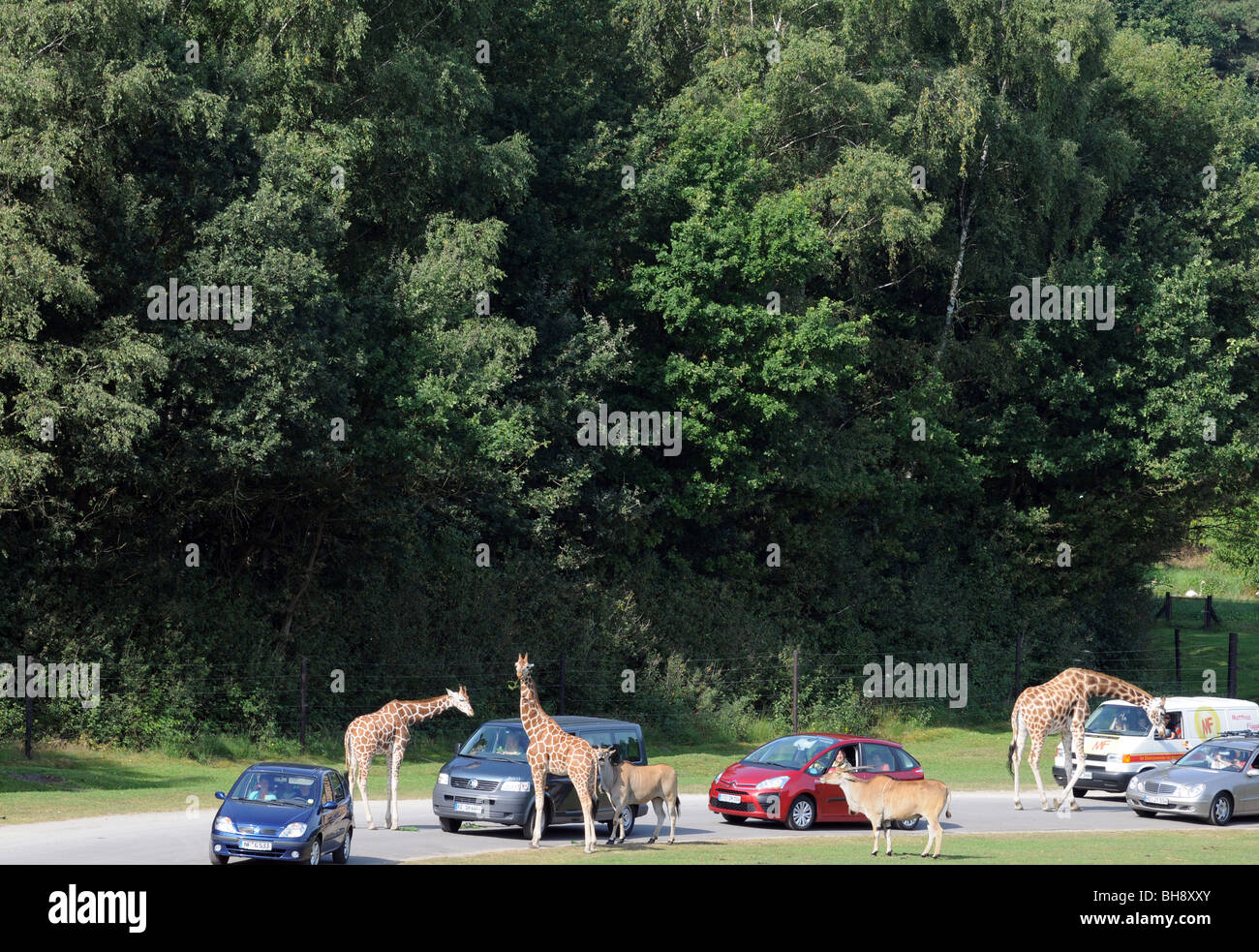 Tourists watching giraffes from their cars during 'safari' trip in Serengeti Park in Hodenhagen, Germany Stock Photo