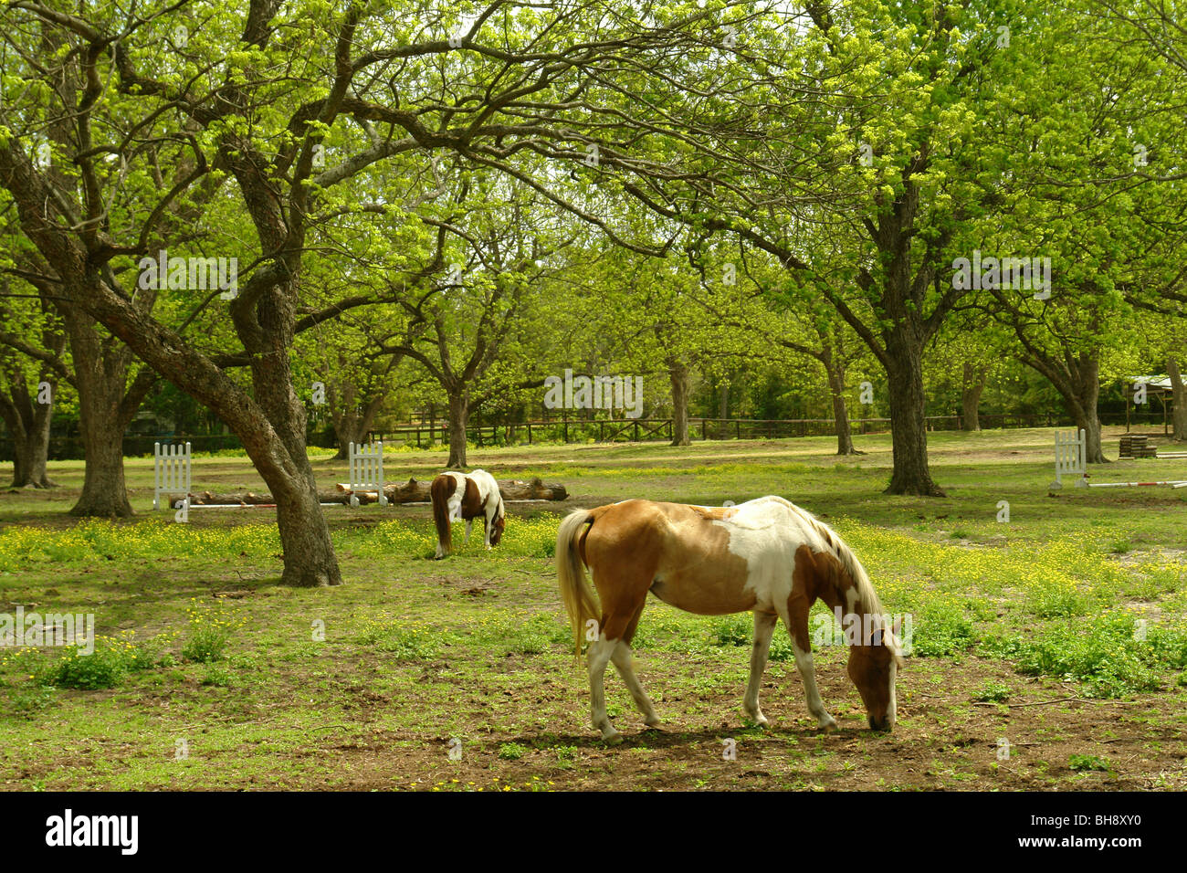 AJD64277, Pinehurst, Sandhills, NC, North Carolina, horses grazing, pasture, farm Stock Photo