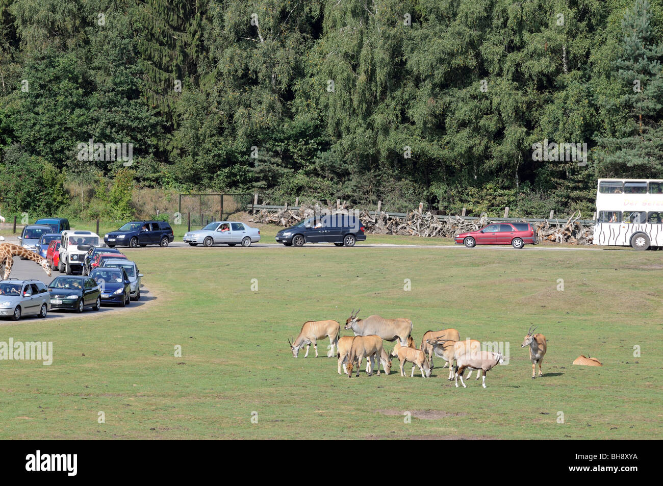 Tourists watching animals  from their cars during 'safari' trip in Serengeti Park in Hodenhagen, Germany Stock Photo