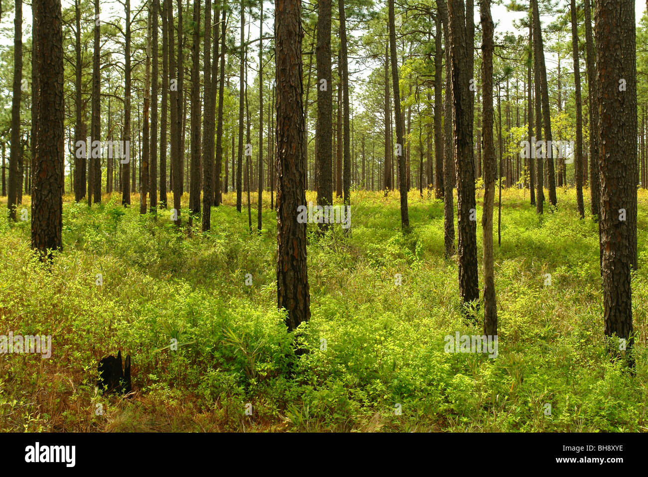 AJD64282, Pinehurst, NC, North Carolina, Weymouth Woods, Sandhills