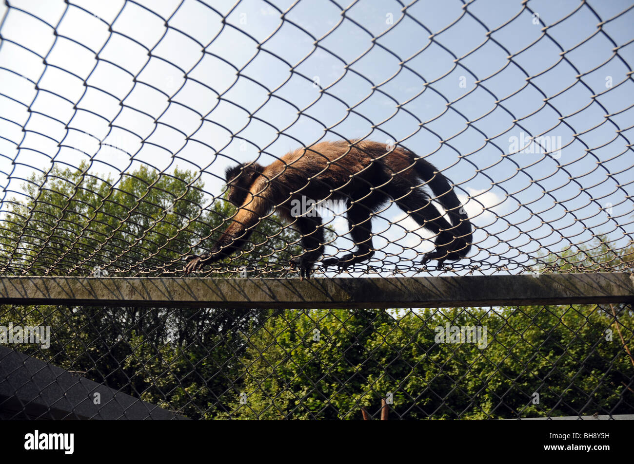 Tufted Capuchin (Cebus apella) also known as Brown or Black-capped Capuchin in Serengeti Park, Hodenhagen, Germany Stock Photo