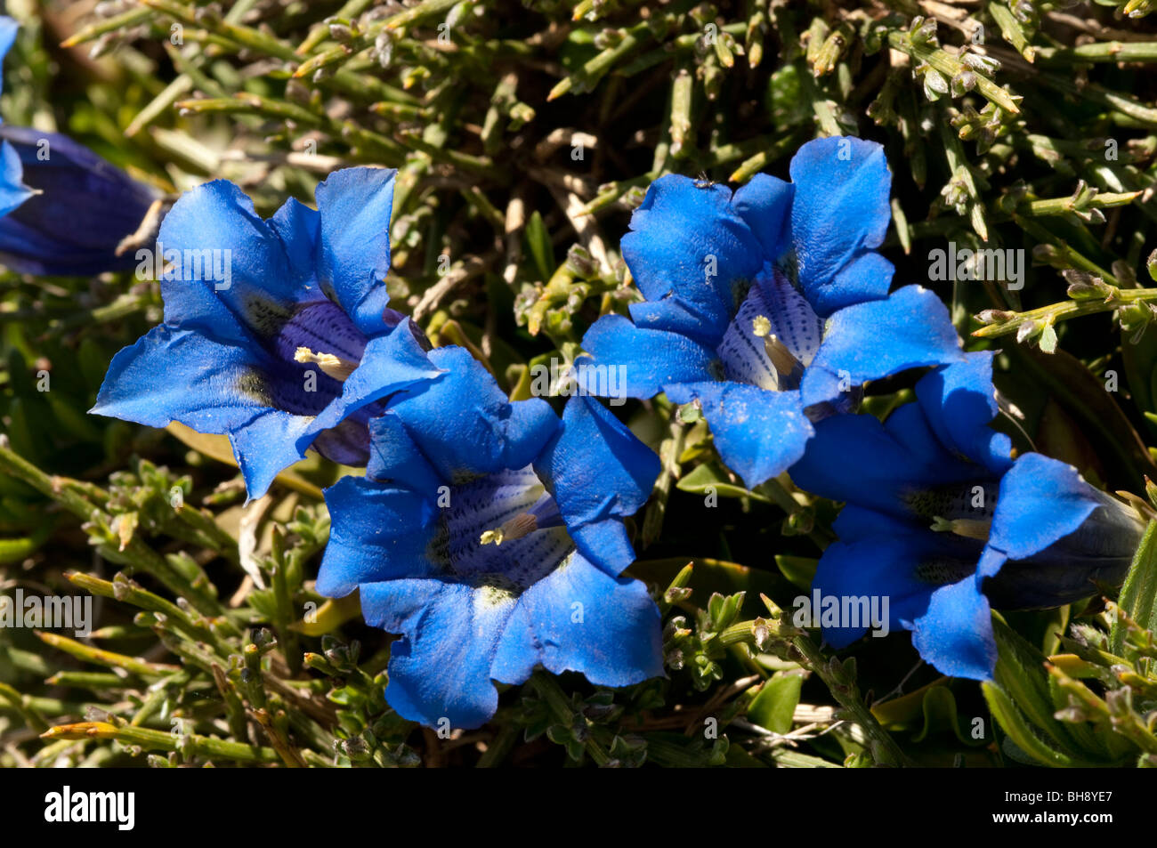 Pyrenean Trumpet Gentian (Gentiana angustifolia ssp. occendentalis) Stock Photo