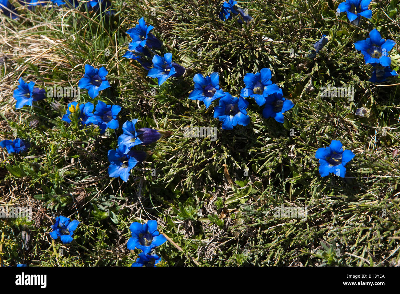 Pyrenean Trumpet Gentian (Gentiana angustifolia ssp. occendentalis) Stock Photo