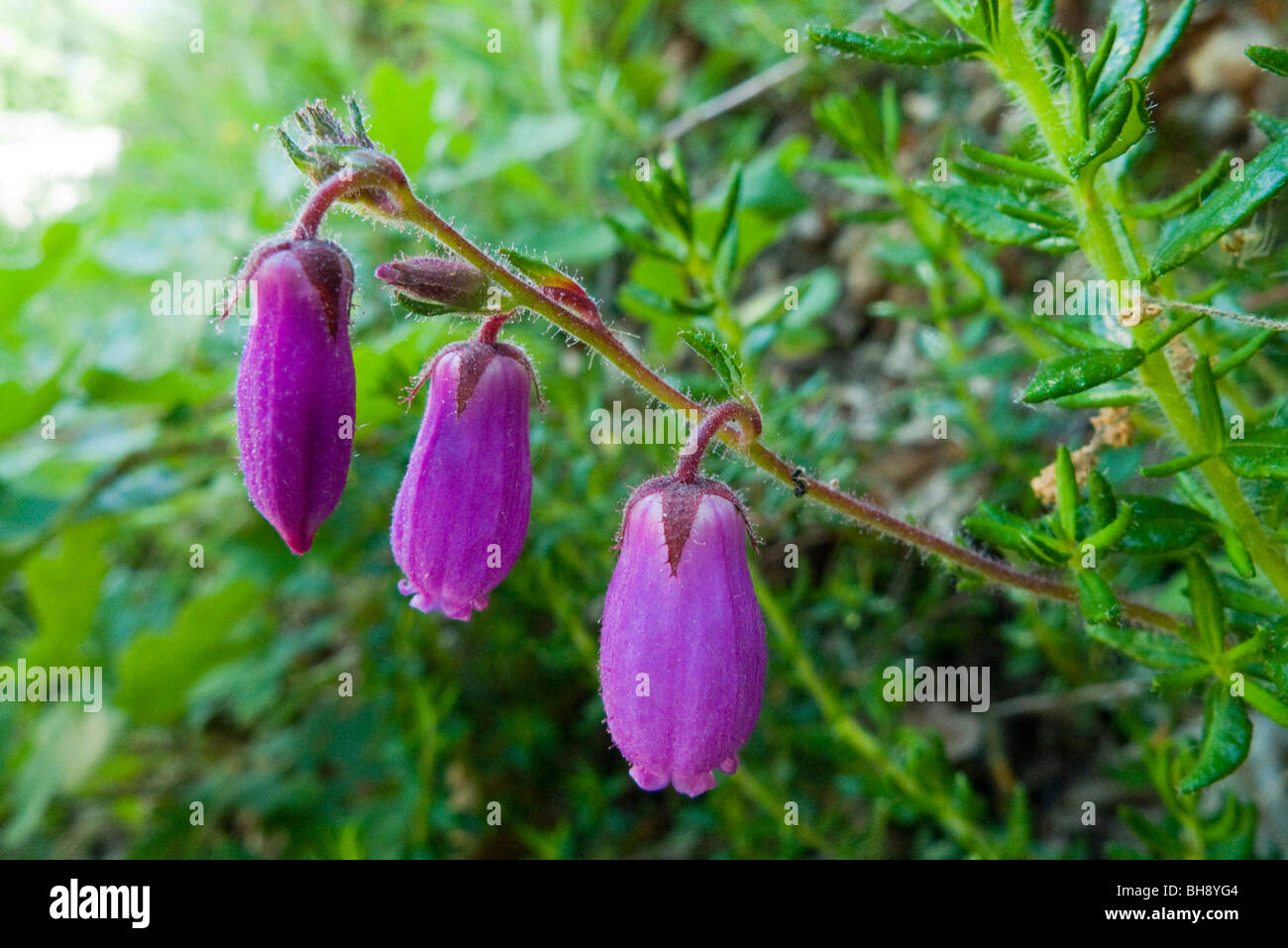 St. Dabeoc's Heath (Daboecia cantabrica), flower Stock Photo