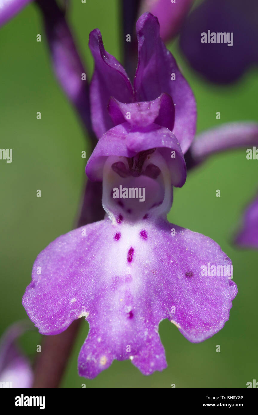 Anacamptis laxiflora hires stock photography and images Alamy