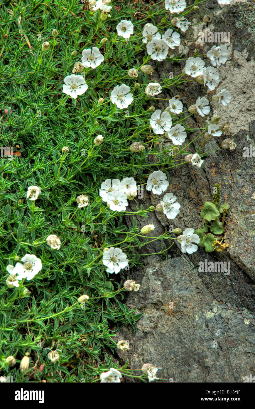 White campion flowers growing on rocks at seaside Stock Photo