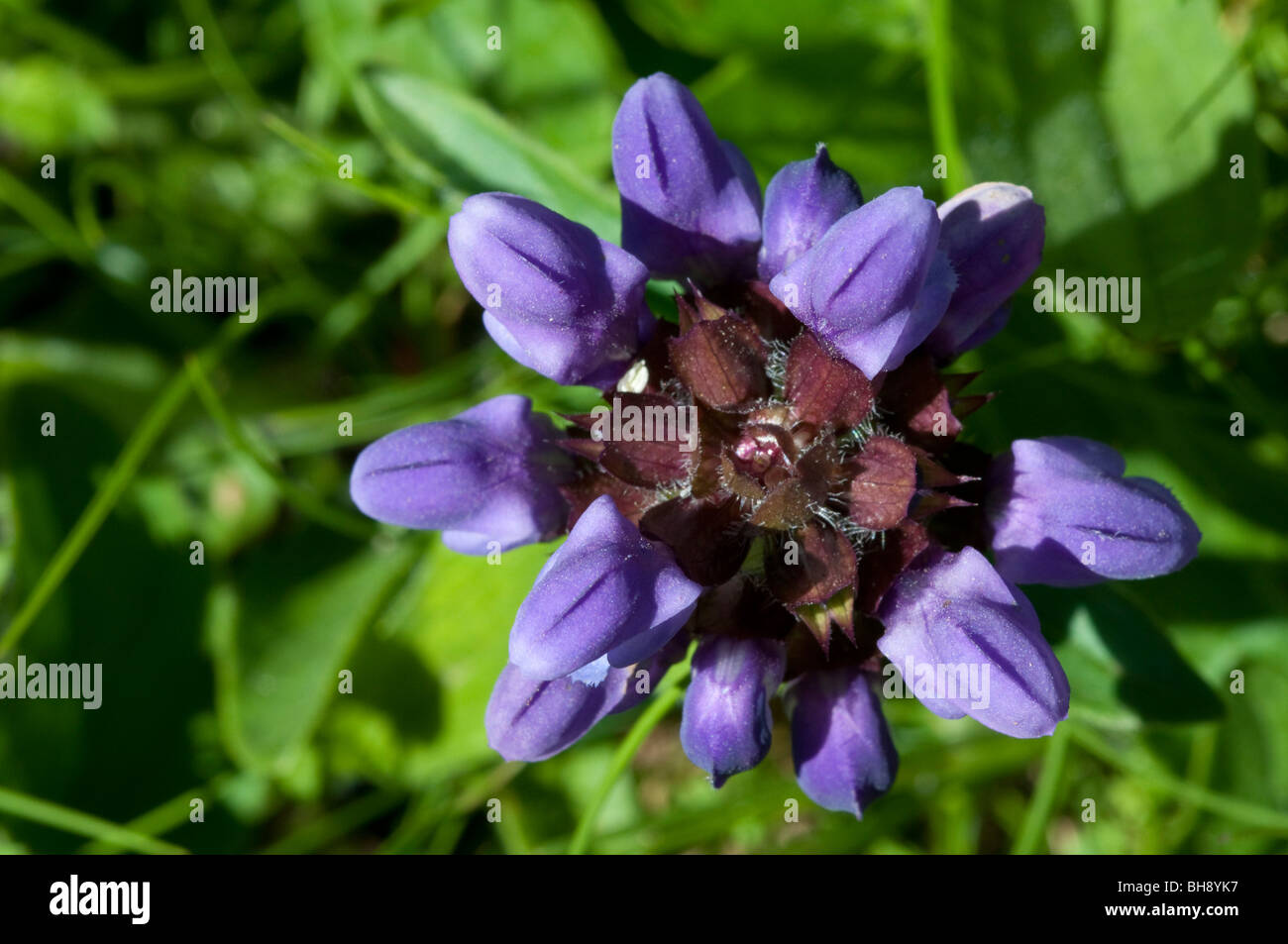 Large Selfheal (Prunella grandiflora) Stock Photo