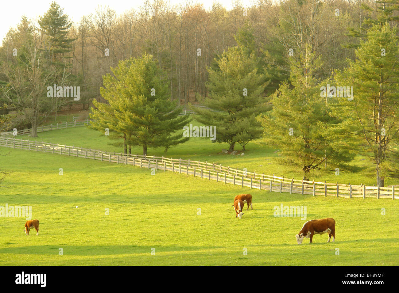 AJD64415, cows grazing, pasture, grass, NC, North Carolina, Blue Ridge Parkway Stock Photo