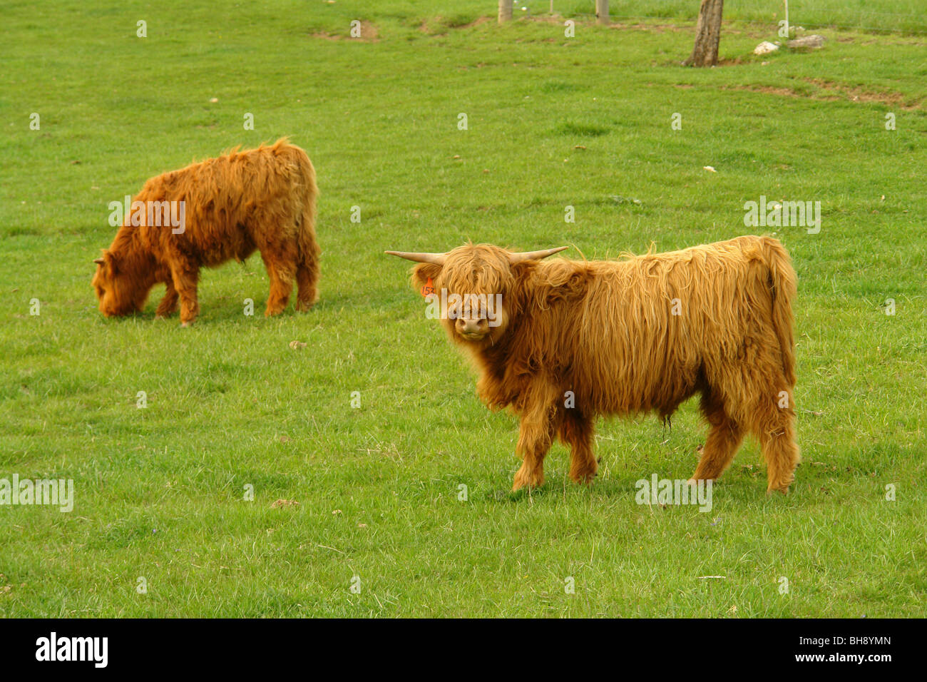AJD64416, Scottish Highlander cows grazing, pasture, grass, NC, North Carolina, Blue Ridge Parkway Stock Photo