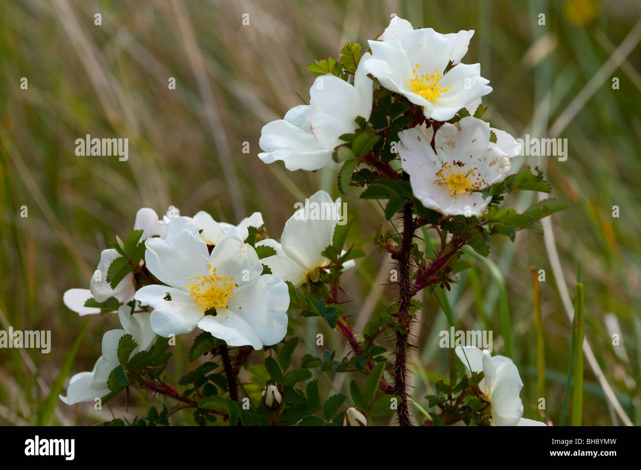 rose prickles hires stock photography and images Alamy