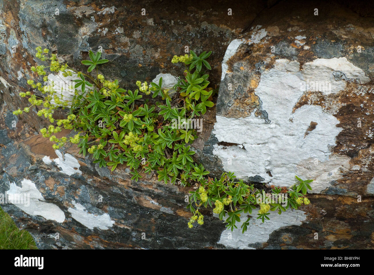 Alpine Lady's Mantle (Alchemilla alpina) Stock Photo