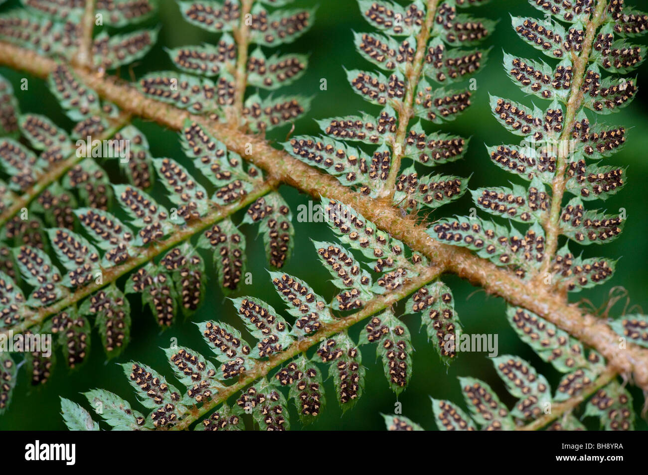 Soft Shield Fern (Polystichum setiferum), underside with spores Stock Photo