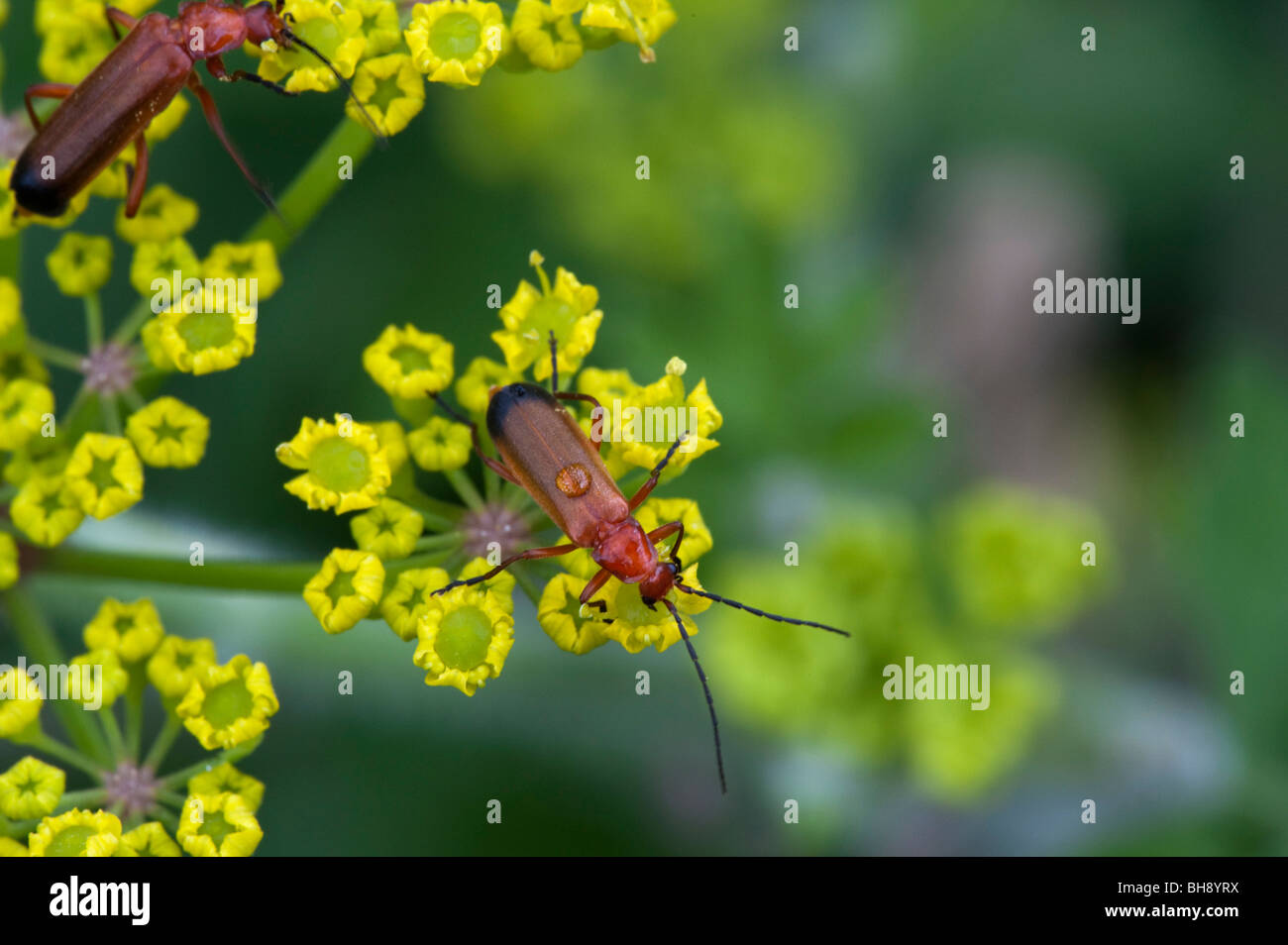 Wild Parsnip (Pastinaca sativa) with Soldier Beetle (Cantharis rustica) Stock Photo