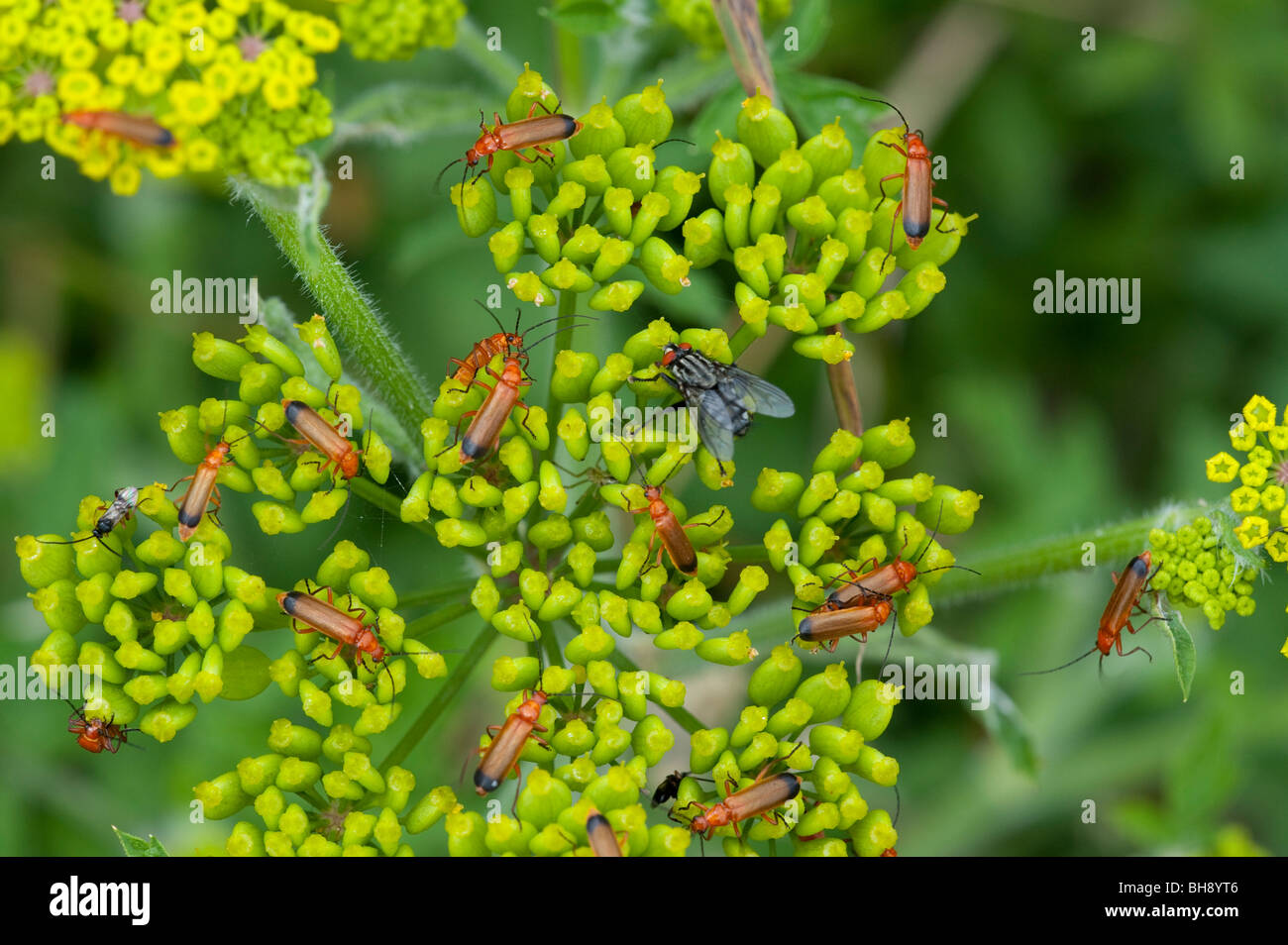 Wild Parsnip (Pastinaca sativa) with Soldier Beetles (Cantharis rustica) and fly Stock Photo