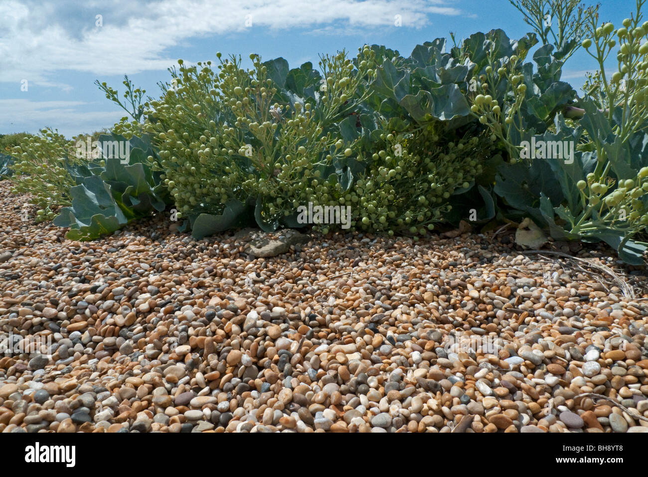 Sea Kale (Crambe maritima) on shingle beach Stock Photo