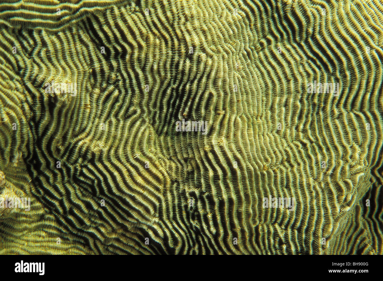 Detail of Coral, Pachyseris sp., Lembeh Strait, Sulawesi, Indonesia Stock Photo
