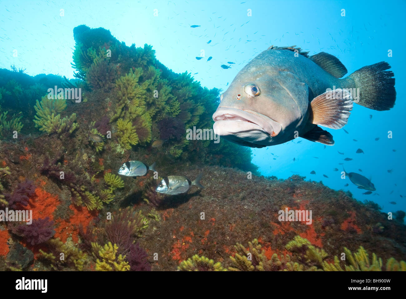 Dusky Grouper in Reef, Epinephelus marginatus, Tamariu, Costa Brava, Mediterranean Sea, Spain Stock Photo