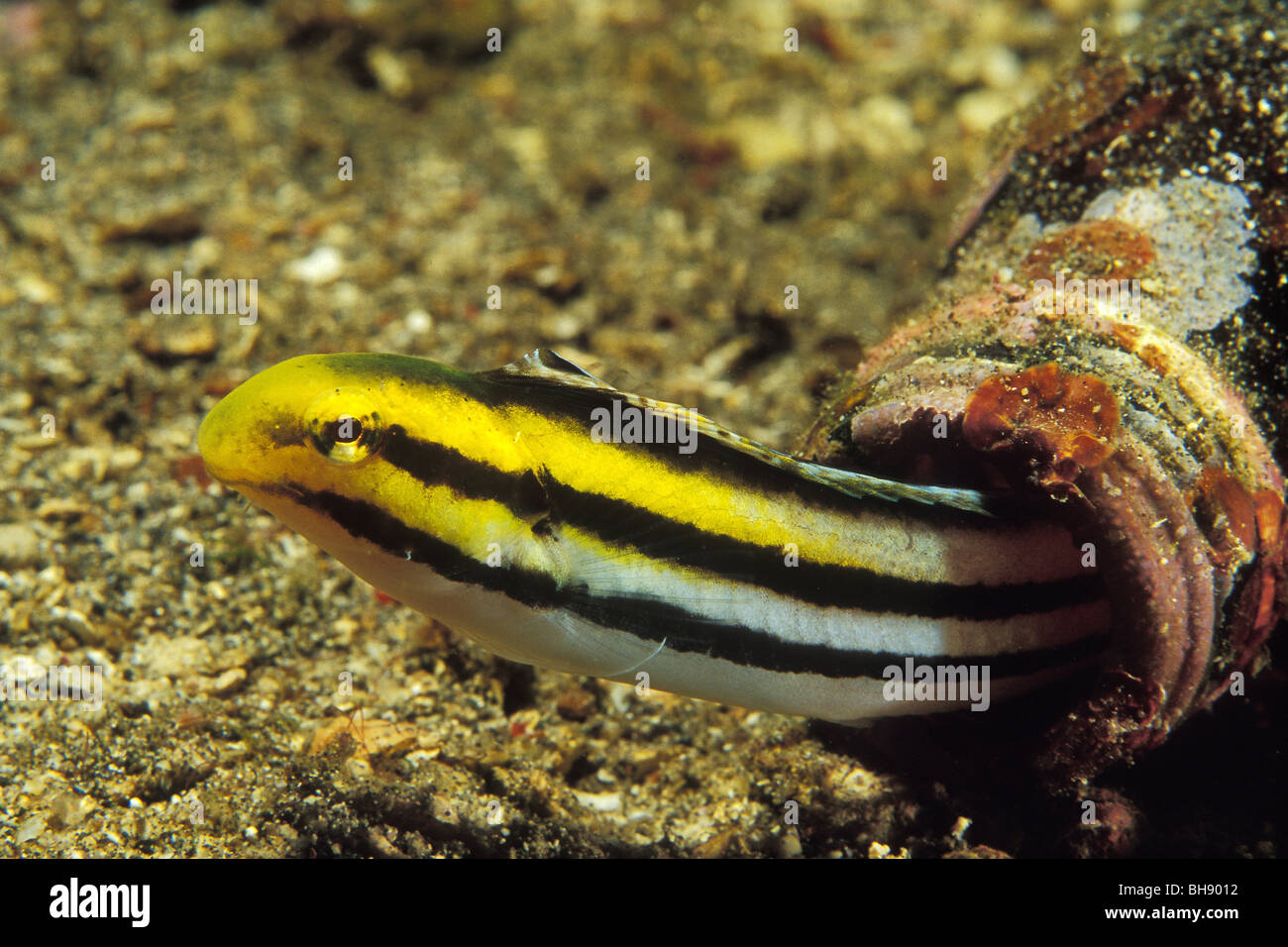 Striped Poison-Fanglenny lives in Bottle, Meiacanthus grammistes, Lembeh Strait, Sulawesi, Indonesia Stock Photo