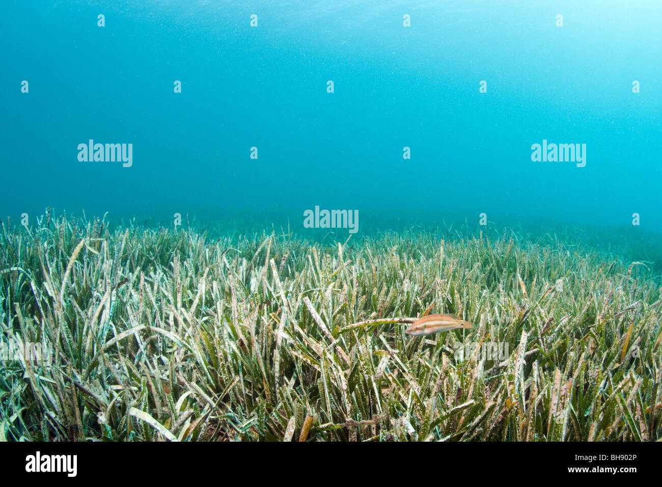 Seaweed Aera, Tamariu, Costa Brava, Mediterranean Sea, Spain Stock Photo