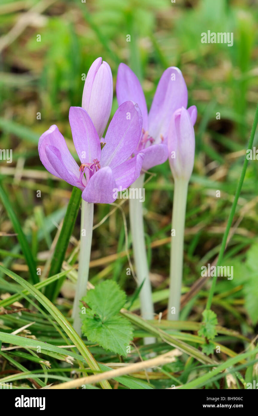 Meadow Saffron Colchicum autumnale Stock Photo Alamy