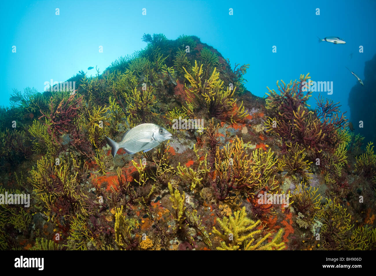 Variabe Gorgonians in Reef, Paramuricea clavata, Tamariu, Costa Brava, Mediterranean Sea, Spain Stock Photo