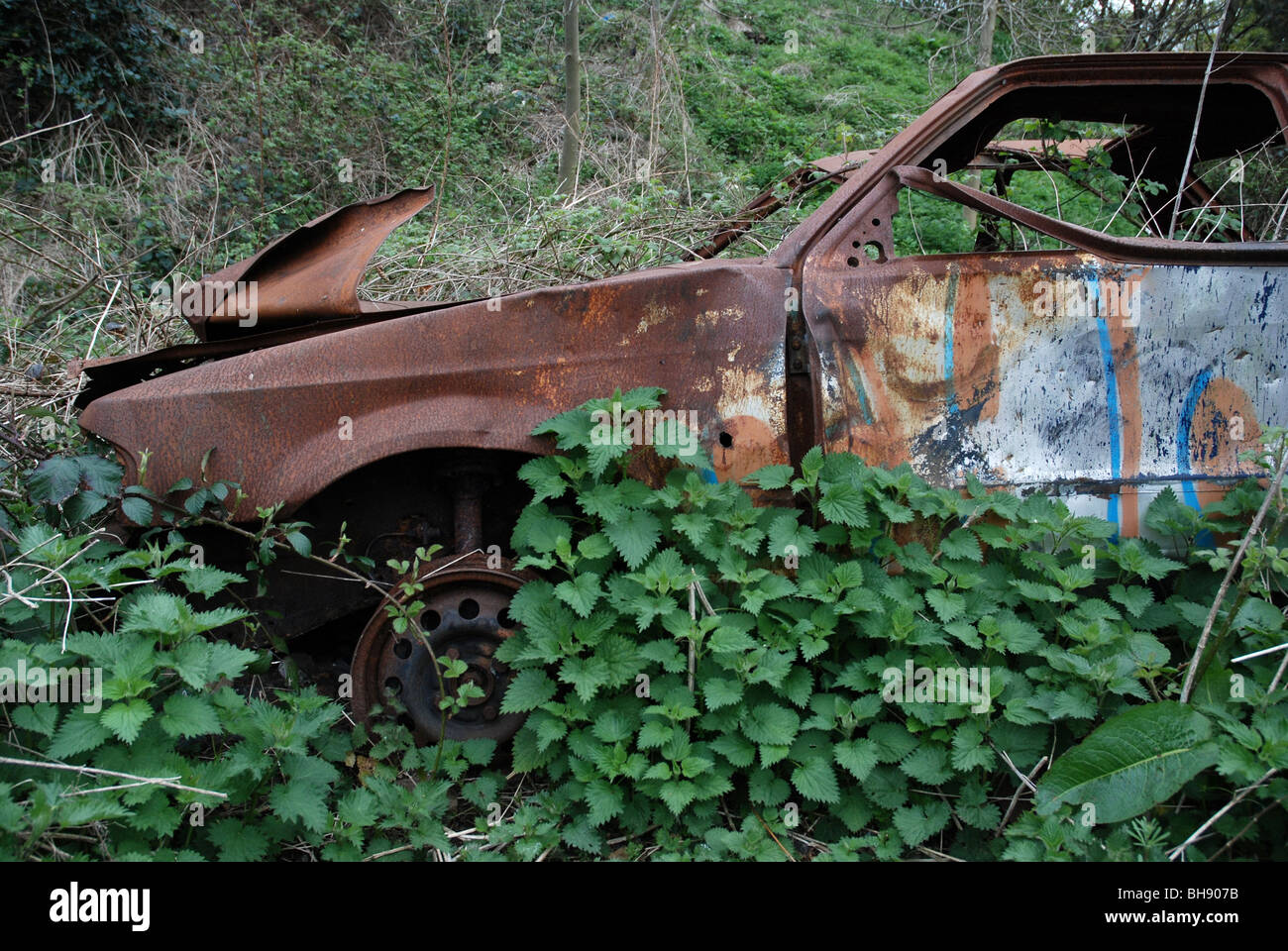 Stolen, burnt out, wrecked car abandoned and overgrown with nettles. Stock Photo