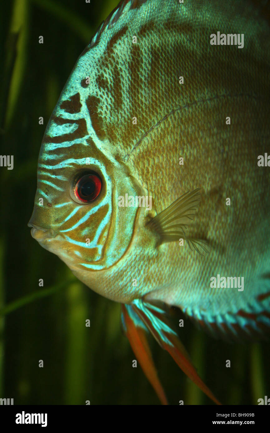 Turquoise (a.k.a. Royal Blue, Pompadour Fish) Discus Symphysodon aequifasciata haraldi Stock Photo