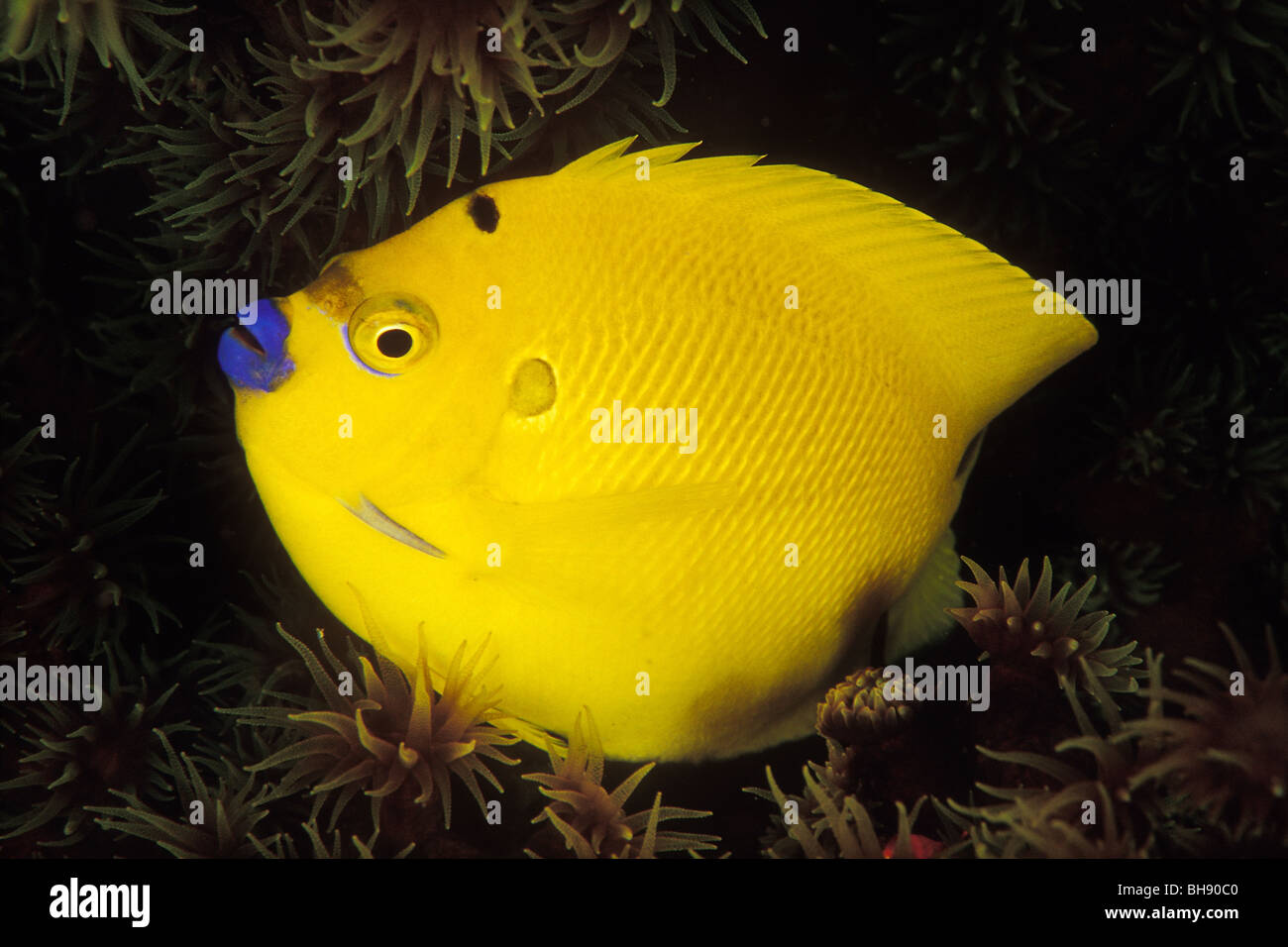 Yellow Threespot Angelfish, Apolemichthys trimaculatus, Ellaidhoo, Ari Atoll, Indian Ocean, Maldives Stock Photo