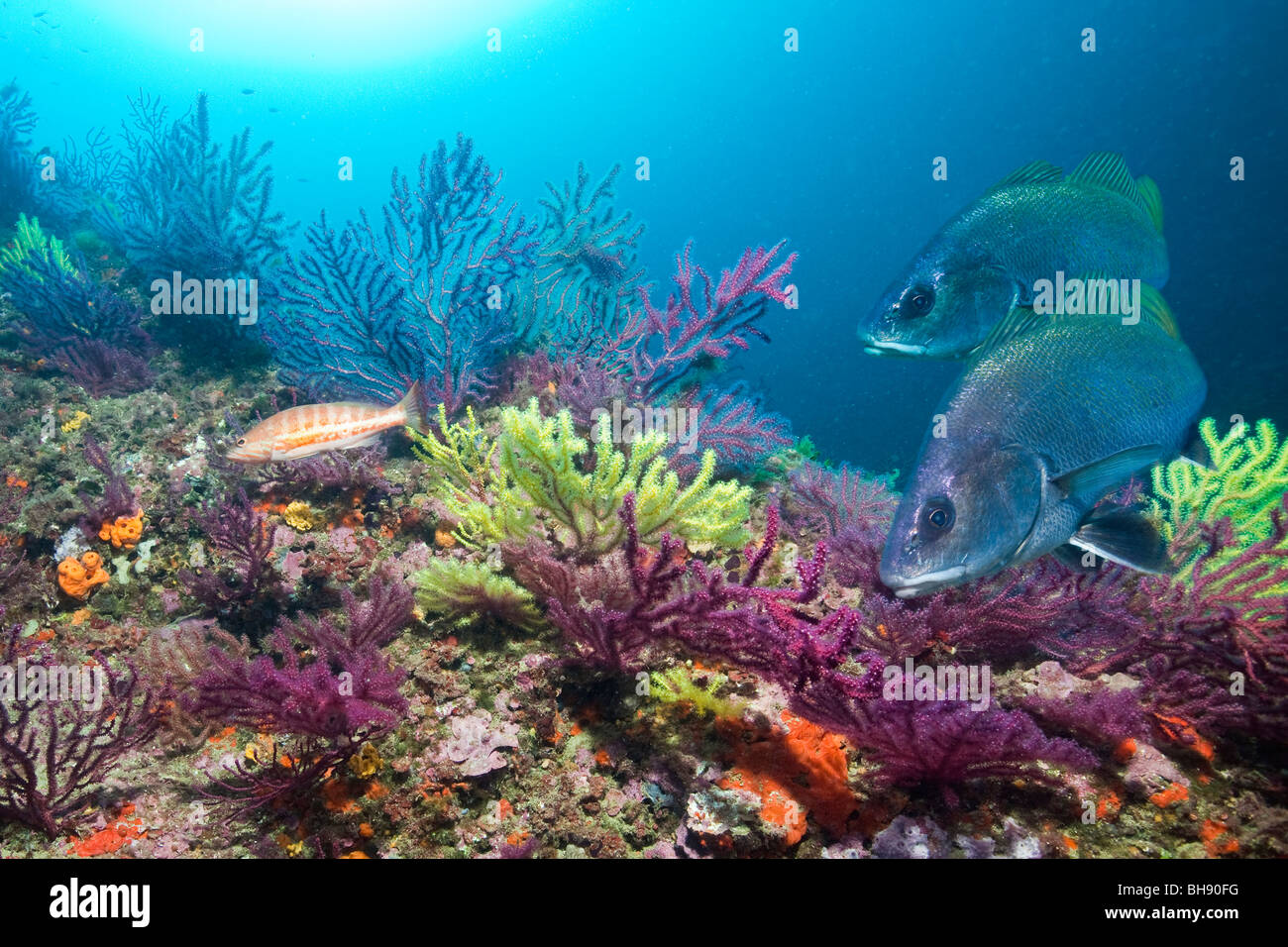 Reef with Brwon Meagre, Sciaena umbra, Les Ferranelles, Medes Islands, Costa Brava, Mediterranean Sea, Spain Stock Photo